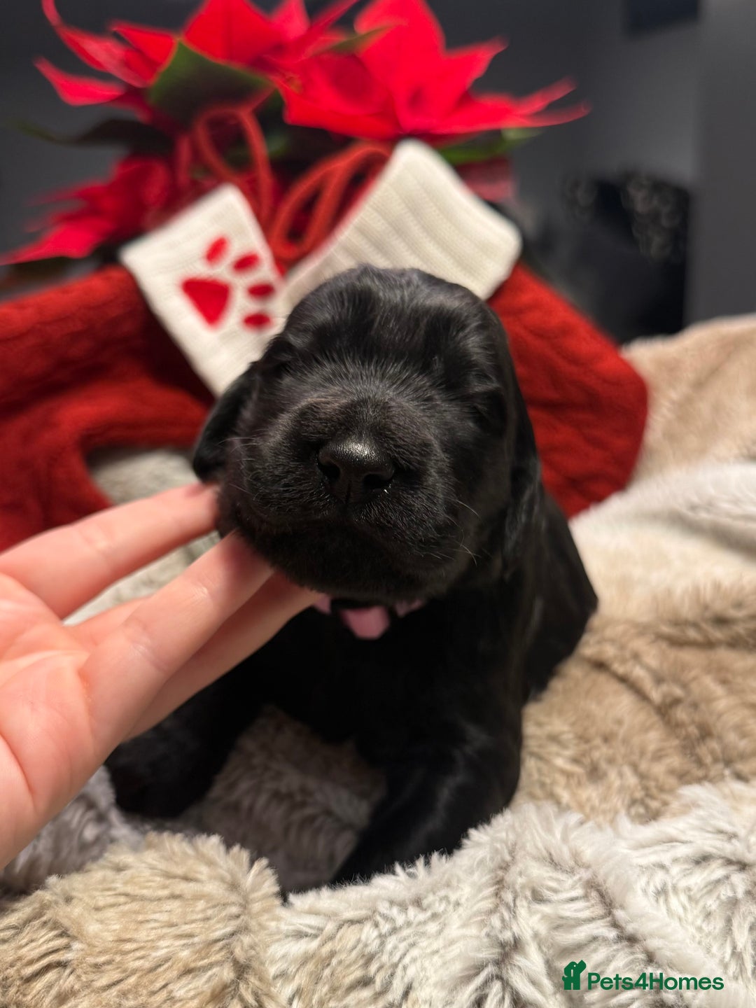 Goldendoodle dogs for sale: Health tested F1 Goldendoodle puppies  - Advert 20