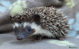 Pygmy Hedgehog rodents for sale: African Pygmy Hedgehog Hoglets  - Image 16
