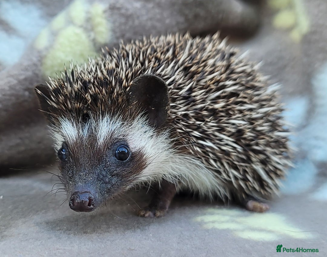 Pygmy Hedgehog rodents for sale: African Pygmy Hedgehog Hoglets  - Image 16