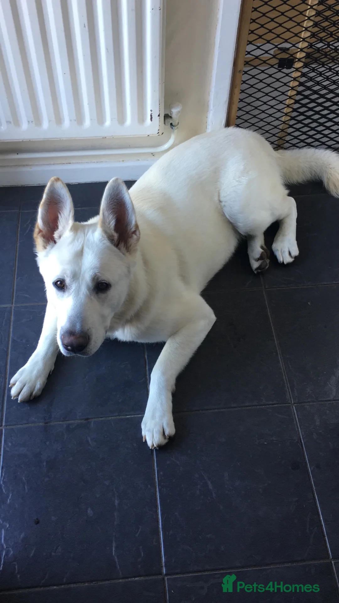 Mixed Breed dogs for sale: German Shepherd x Akita   - Advert 2