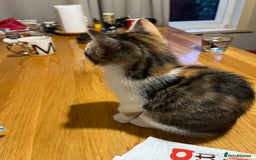 Mixed Breed cats for sale: Kittens  - Image 8