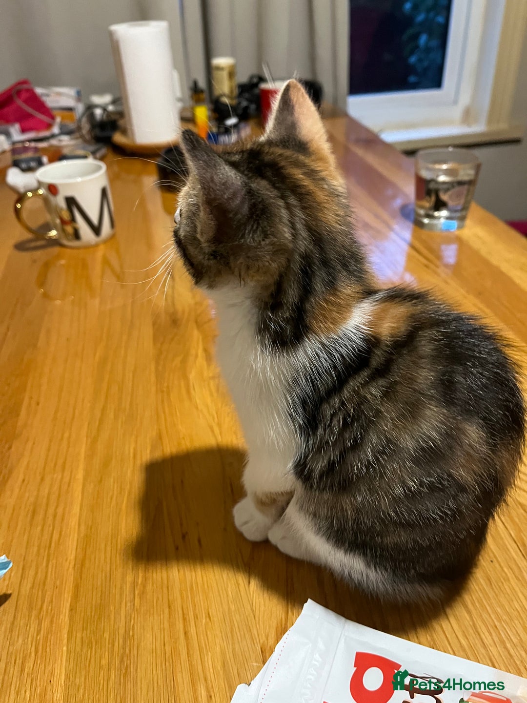 Mixed Breed cats for sale: Kittens  - Image 8
