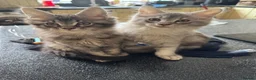 Maine Coon cats for sale: Stunning Maine coon kittens 💖💖 - Advert 9