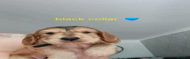 Cocker Spaniel 1