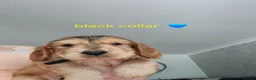 Cocker Spaniel dogs for sale: Cockerspaniel Puppies For Sale Raised With Care - Advert 6