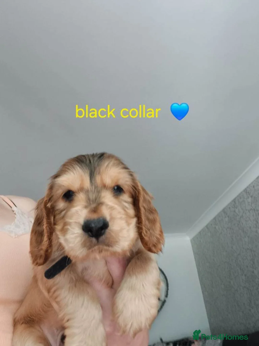 Cocker Spaniel dogs for sale: Cockerspaniel Puppies For Sale Raised With Care - Advert 6