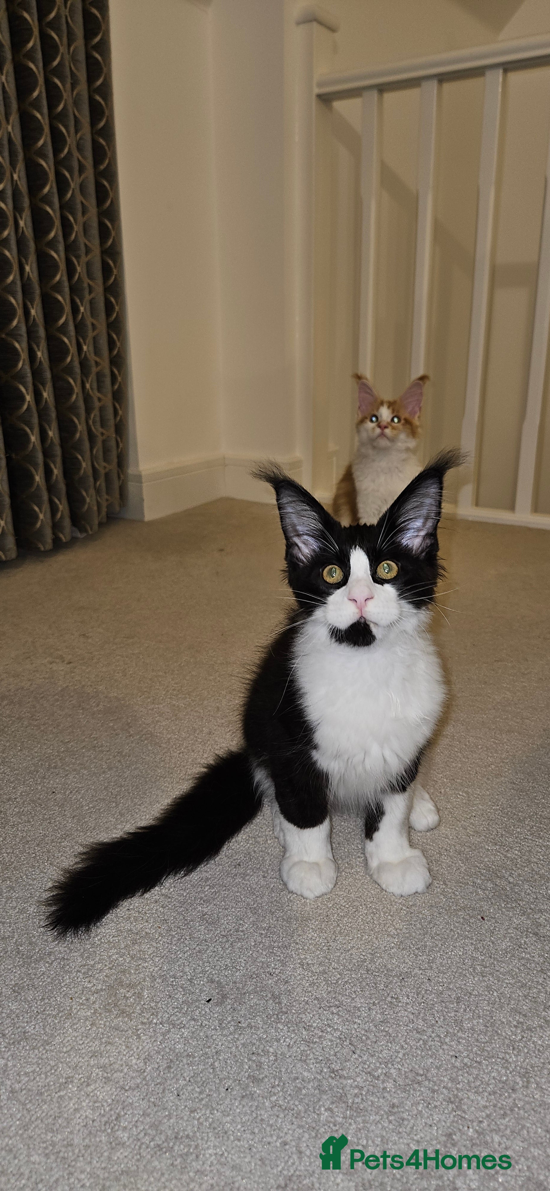 Maine Coon cats Giants TICA and GCCF Maine Coon registered  - Advert 2