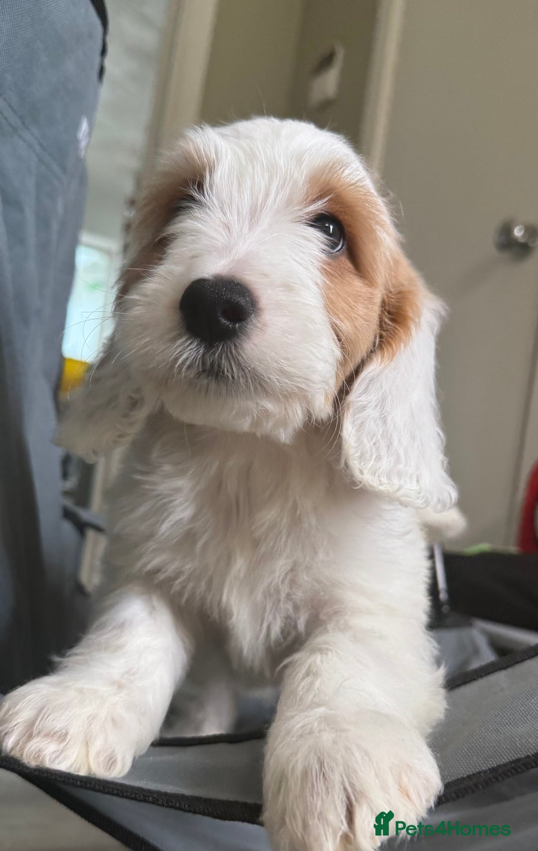Cockapoo dogs for sale: F2 cockapoo puppies 🐶 ❤️ - Image 32