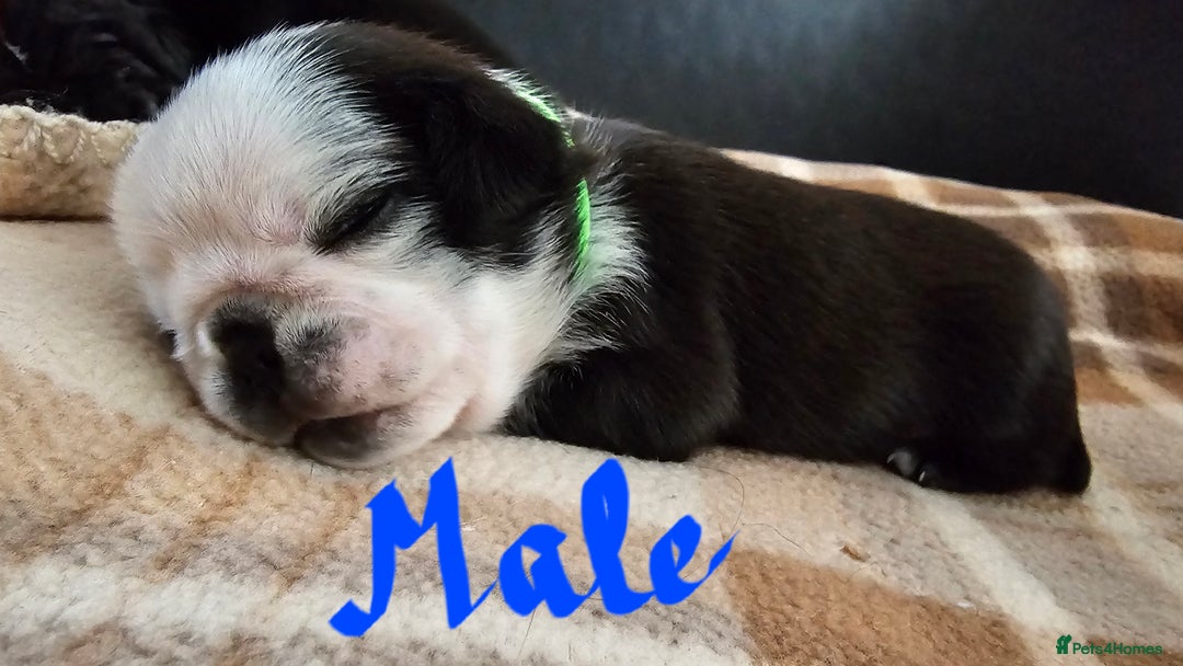 Pug dogs for sale: For sale - Image 10