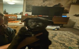 German Shepherd dogs for sale: German Shepards mainly black  - Image 5