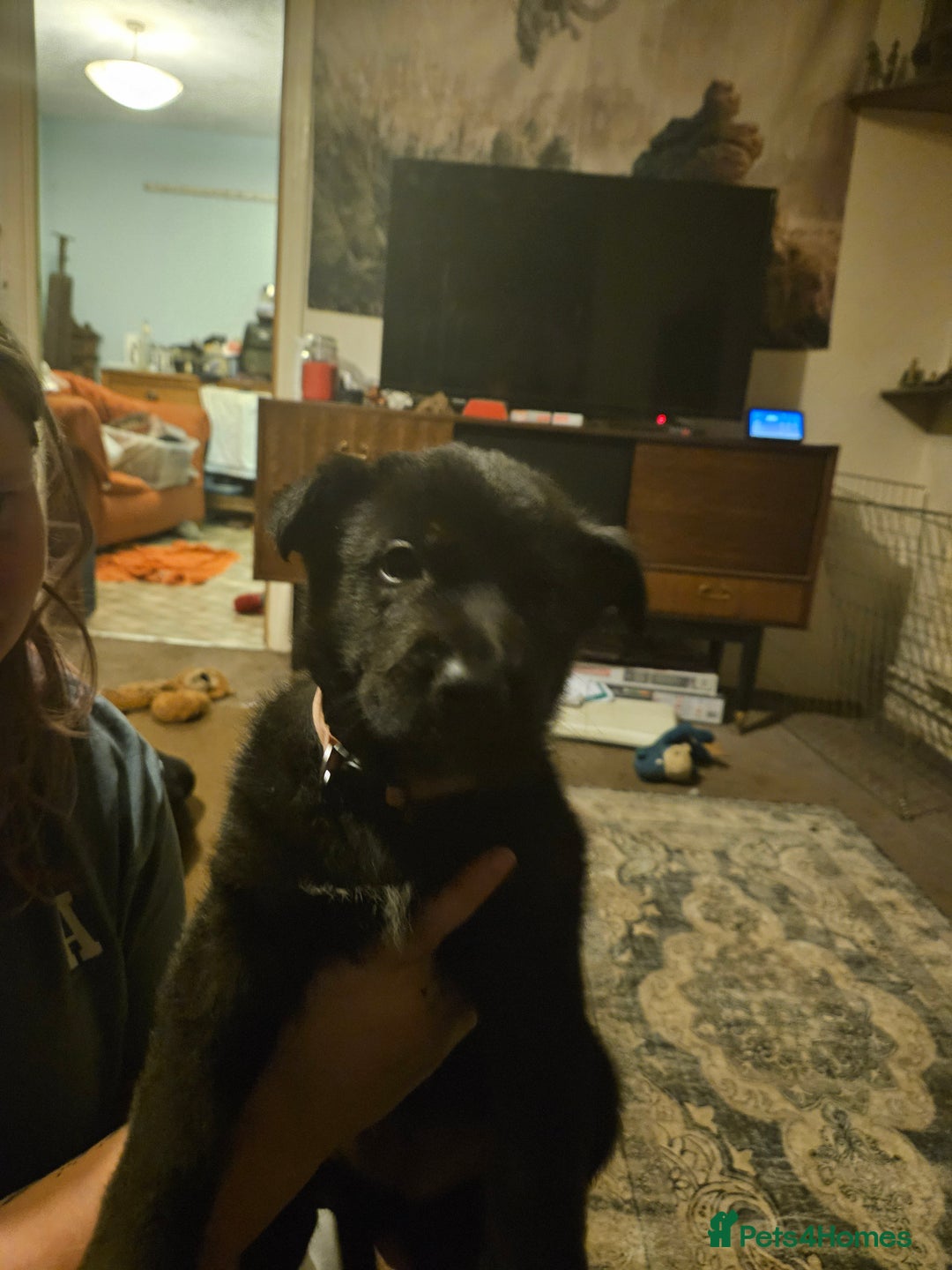 German Shepherd dogs for sale: German Shepards mainly black  - Image 5