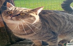 British Shorthair cats for sale: Lovely British short-hair girl  - Image 3