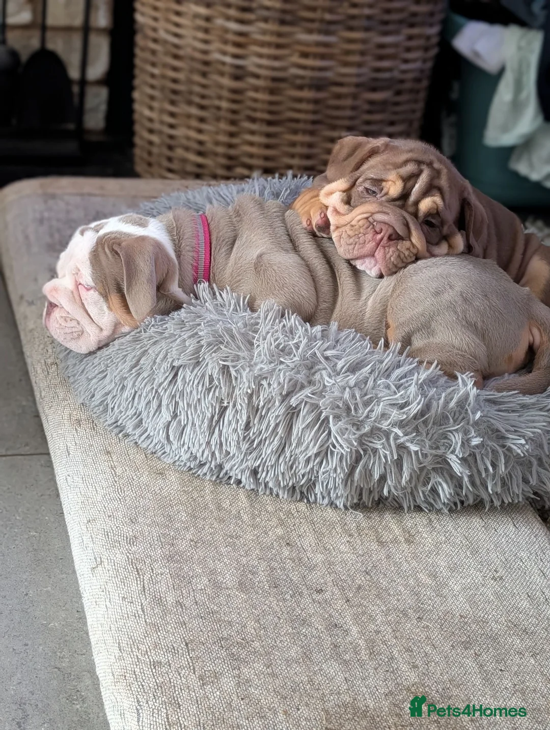 Mixed Breed dogs for sale: New English bulldog  - Advert 2
