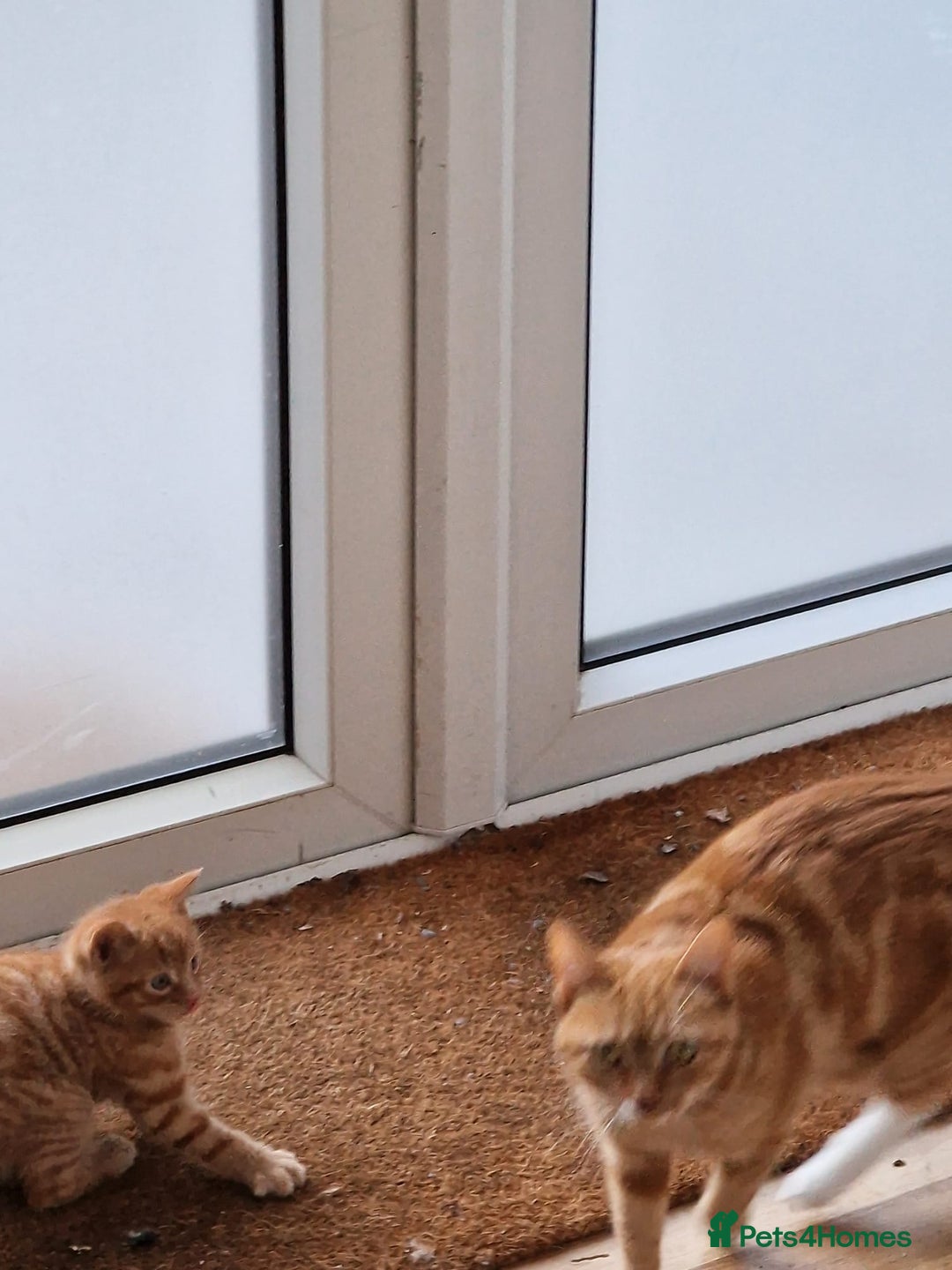 Mixed Breed cats for sale: Cute Ginger Boy ! - Advert 16