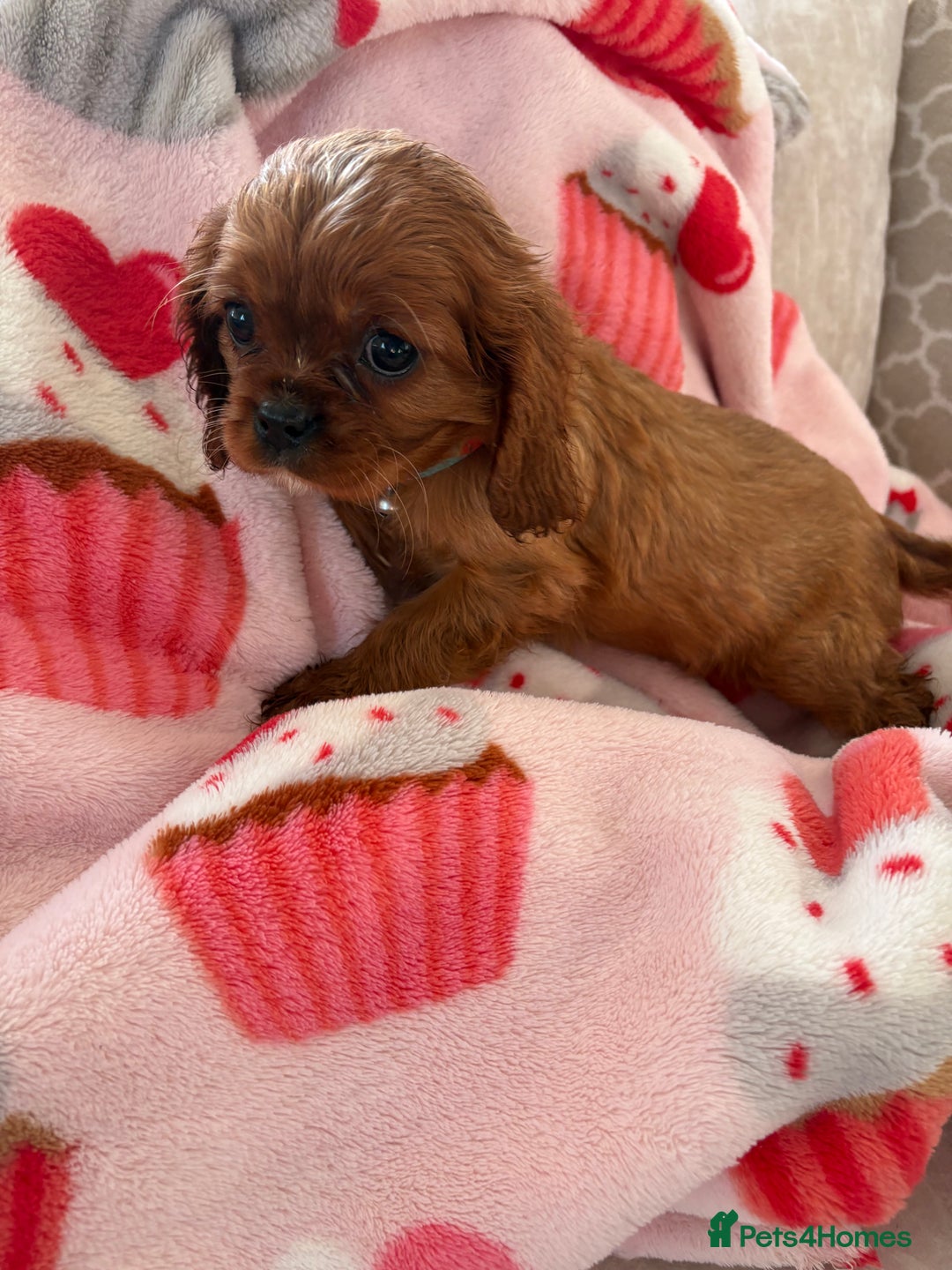 Cavalier King Charles Spaniel dogs for sale: Cavalier King Charles pups  - Advert 30