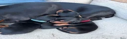 Miniature Dachshund dogs for sale: Our mini dachshund litter has arrived in Cheltenham - Advert 10
