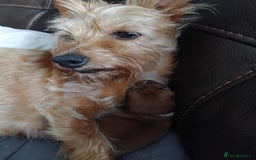 Mixed Breed dogs for sale: Beautiful YorkieRussell pups for sale! Small size  - Image 14