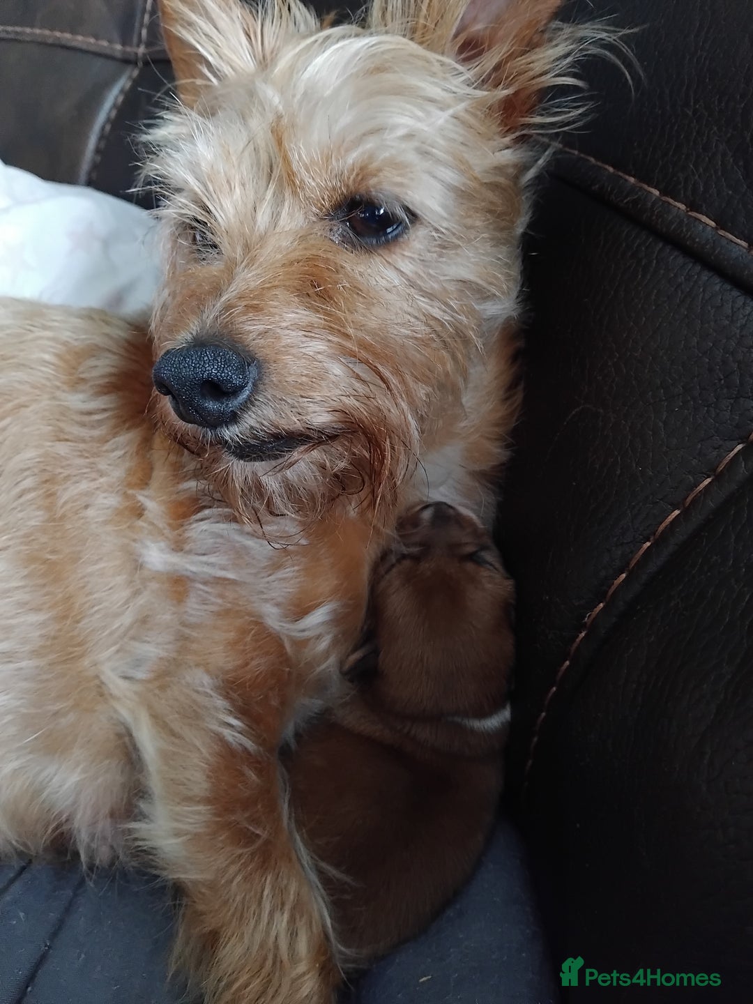 Mixed Breed dogs for sale: Beautiful YorkieRussell pups for sale! Small size  - Image 14