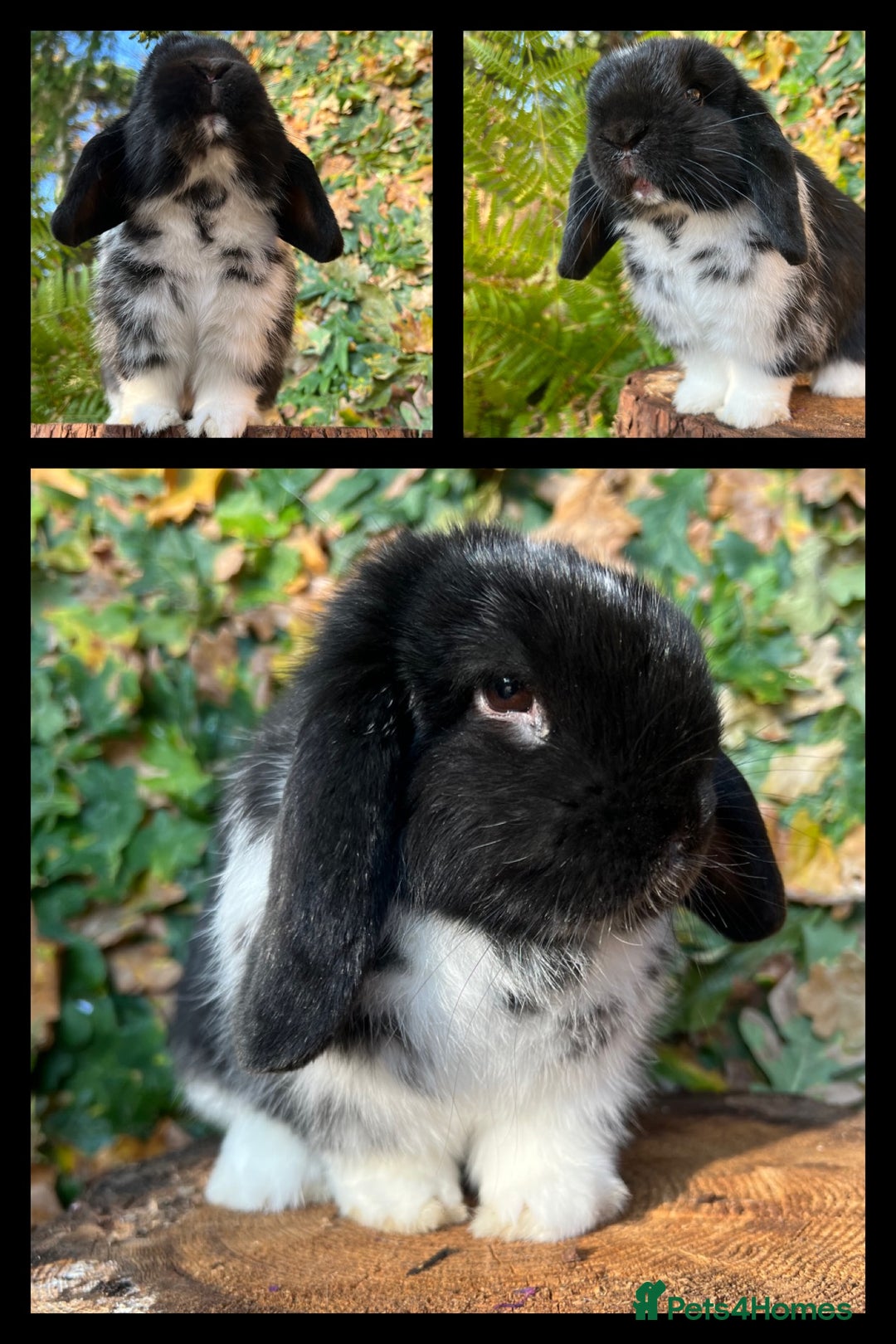 Mini Lop rabbits for sale: Mini Lop Rabbits Waitlist 2026 - Advert 5