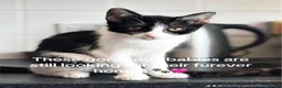 Mixed Breed cats for sale: 4 beautiful little girls still up for adoption - Advert 3