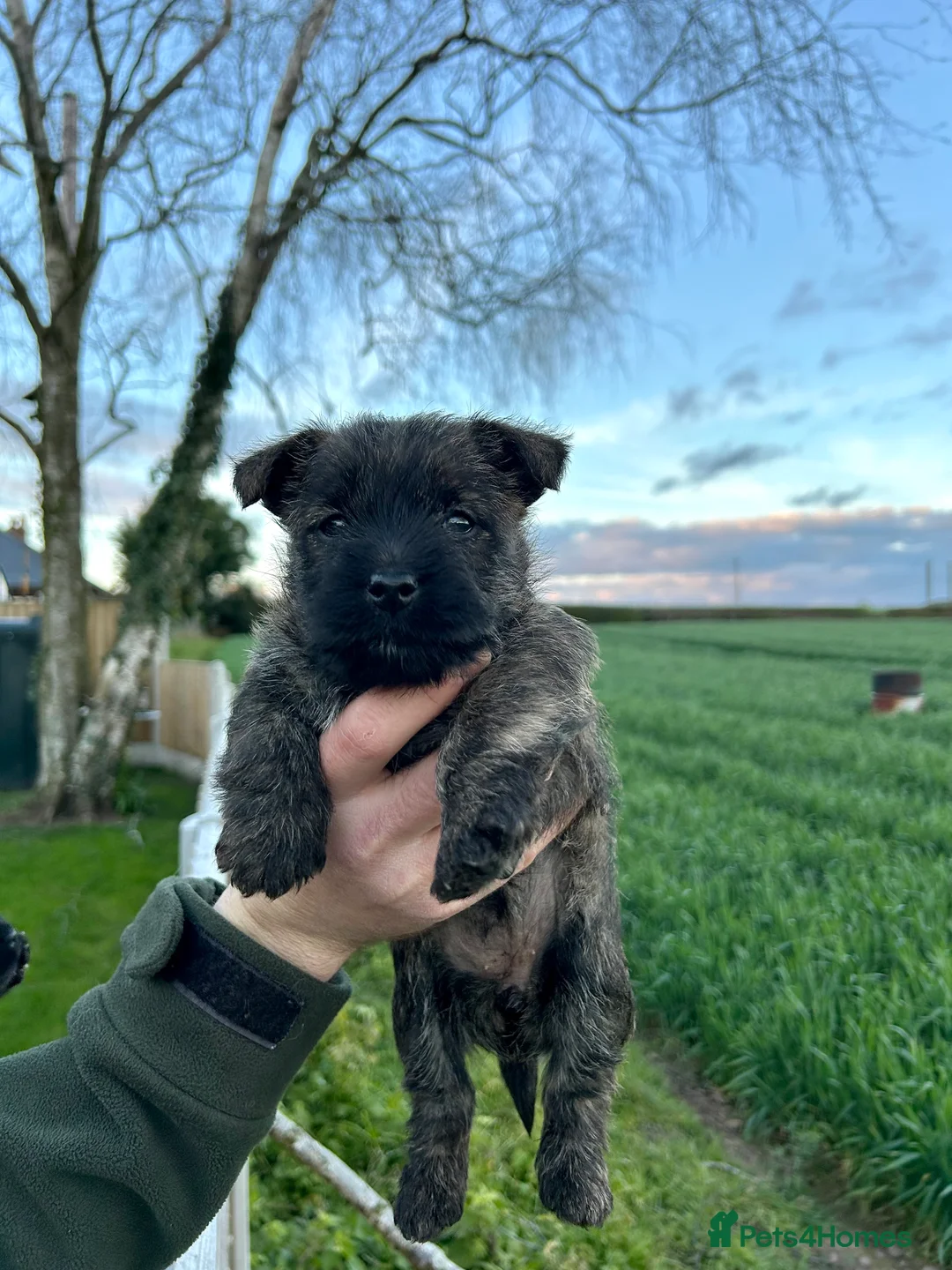 Cairn Terrier dogs for sale: 6 Carin terrier puppies 3 boys 3 girls  - Advert 2