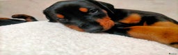 Dobermann dogs for sale: Dobermann puppies - Advert 29