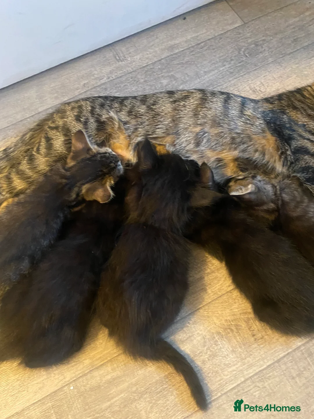 American Shorthair cats for sale: Kittens to good homes in Wells - Advert 2