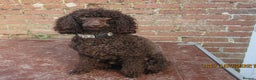 Cockapoo dogs for sale: F1. COCKAPOOS FROM LICENCED BREEDER. - Advert 5