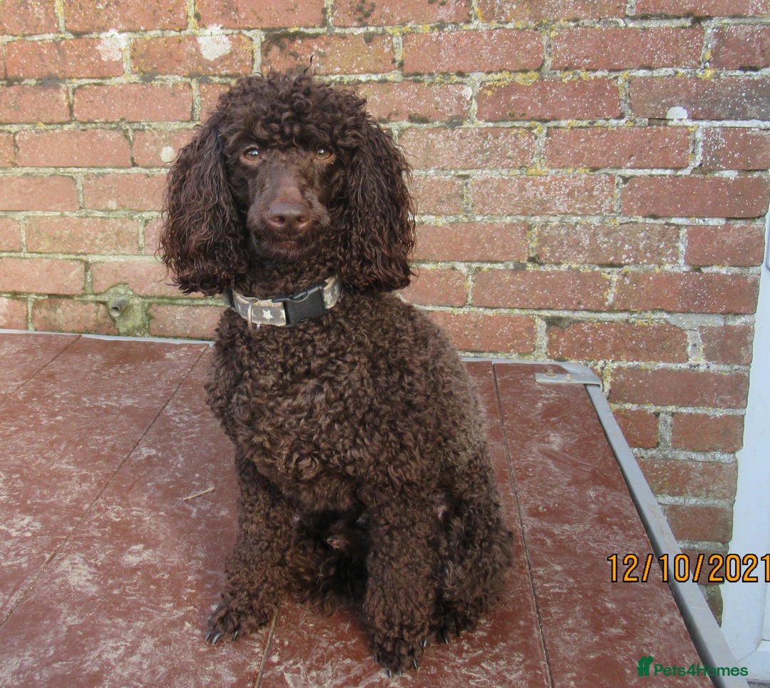 Cockapoo dogs for sale: F1. COCKAPOOS FROM LICENCED BREEDER. - Advert 5