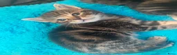 Bengal cats for sale: Gorgeous Bengal/khao manee kittens  - Advert 16