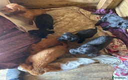 Cocker Spaniel dogs for sale: Gorgeous working Cocker Spaniel puppies - Image 3