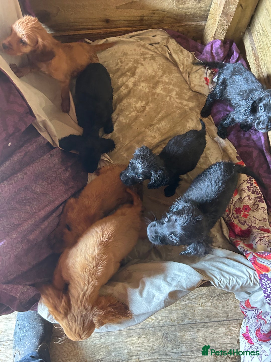 Cocker Spaniel dogs for sale: Gorgeous working Cocker Spaniel puppies - Image 3