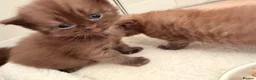 British Shorthair cats for sale: BSH kittens  - Advert 4