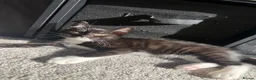 Mixed Breed cats for sale: 2 very playful kittens  - Advert 10