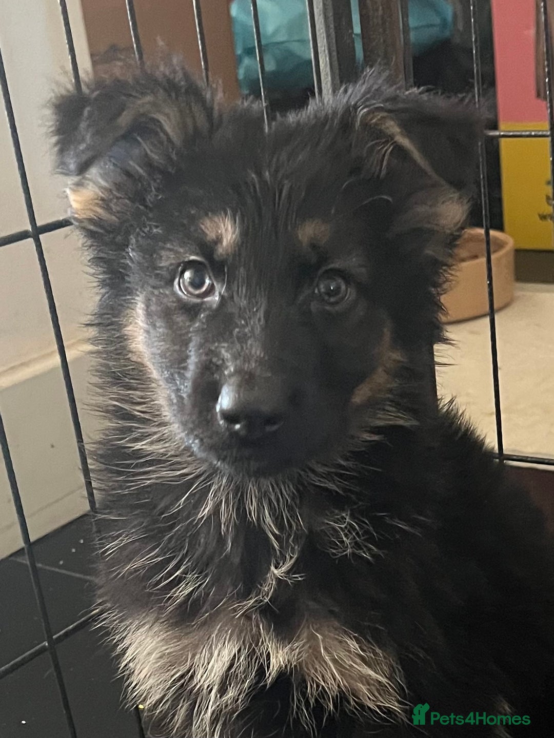 German Shepherd dogs for sale: German Shepherd Puppies Liver Isabella Blue Black  - Advert 11