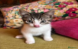 Mixed Breed cats for sale: 7 happy kittens ready for their new home - Image 2