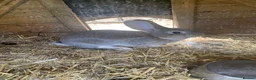 Continental Giant rabbits for sale: Pure Continental Giant rabbits  - Advert 1