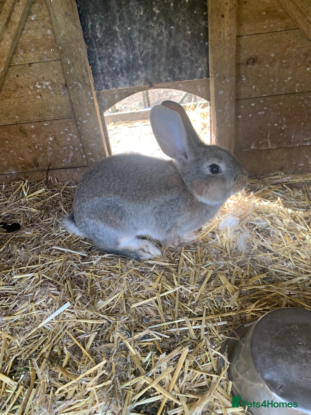 Continental Giant rabbits for sale: Pure Continental Giant rabbits  - Advert 1