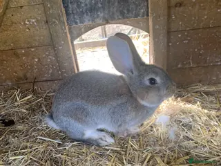 Continental Giant rabbits Pure Continental Giant rabbits - Advert 15