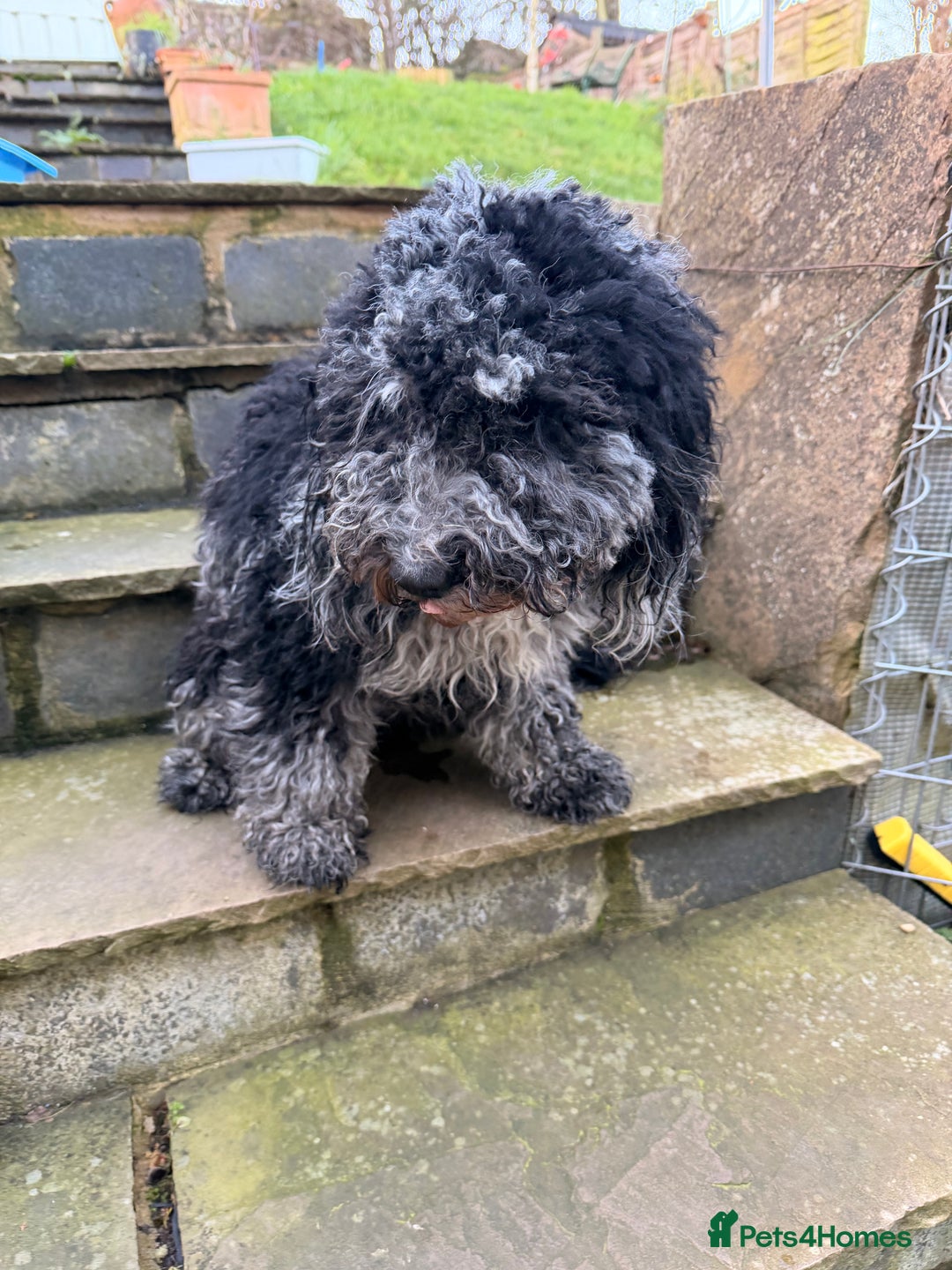 Cockapoo dogs for sale: Tinkerbell F1b merle cockapoo - Advert 3