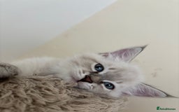 Siberian cats for sale: GCCF Registered Siberian kitten For Sale  - Image 5