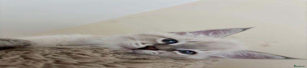 Siberian Kitten 4