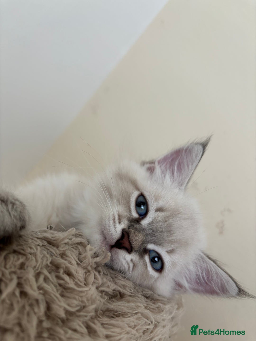 Siberian cats for sale: GCCF Registered Siberian kitten For Sale  - Image 5