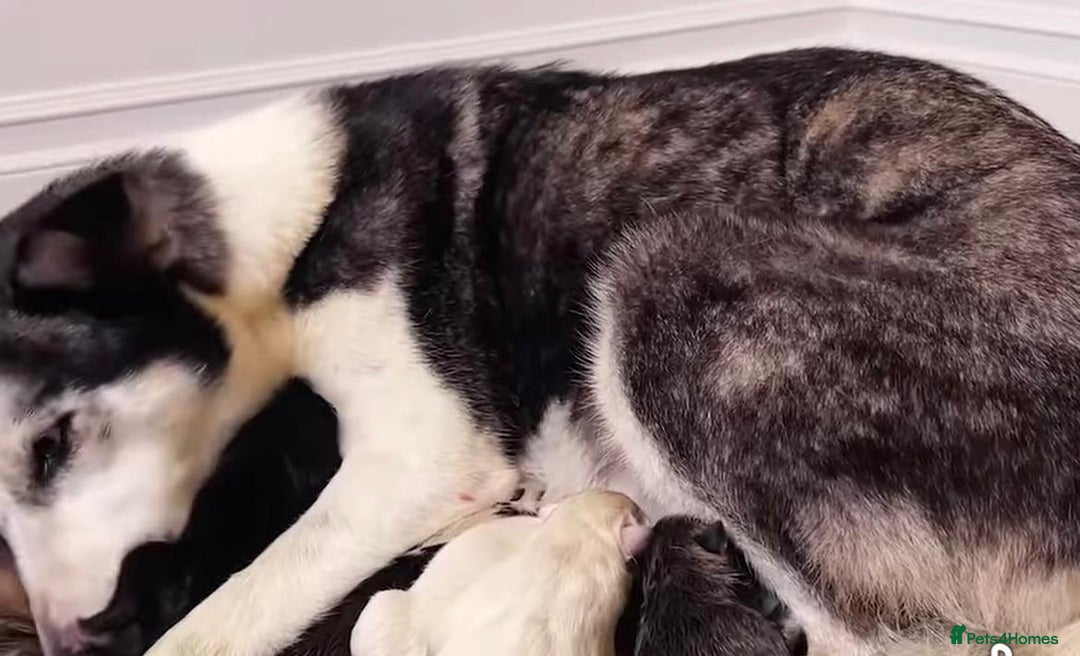 Siberian Husky dogs for sale: Husky Puppies  - Image 10