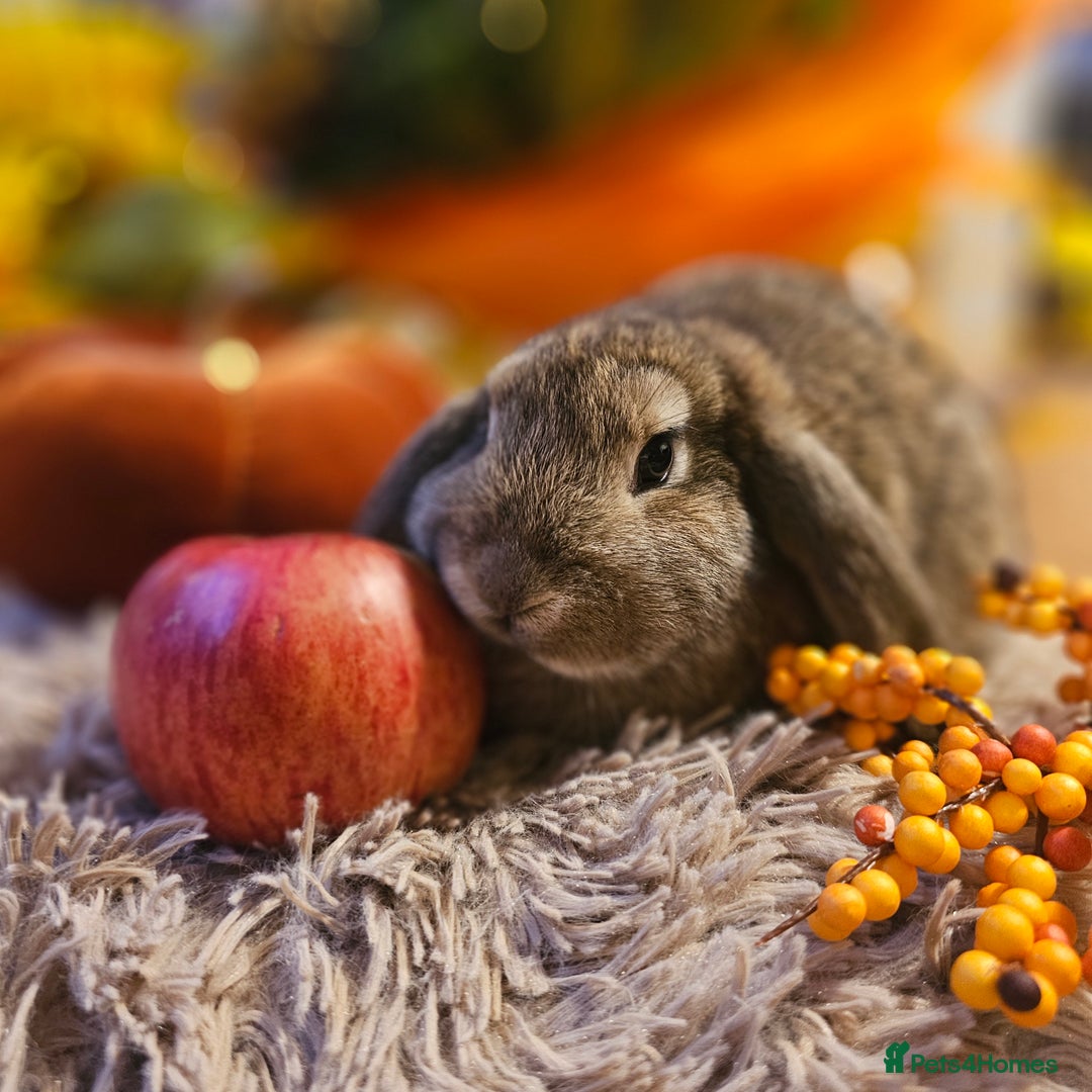 French Lop rabbits for sale: Rabbits for Sale males  - Advert 7
