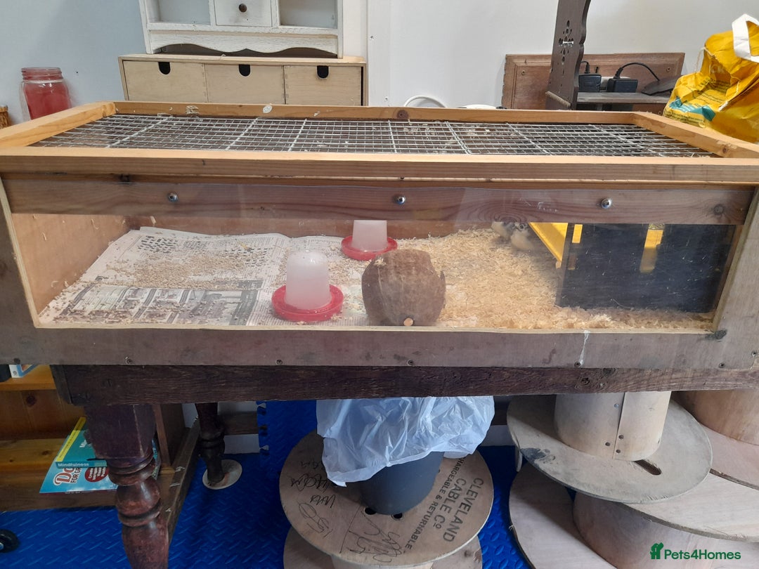 Chickens poultry for sale: Mixed breed chicks and set up - Image 6