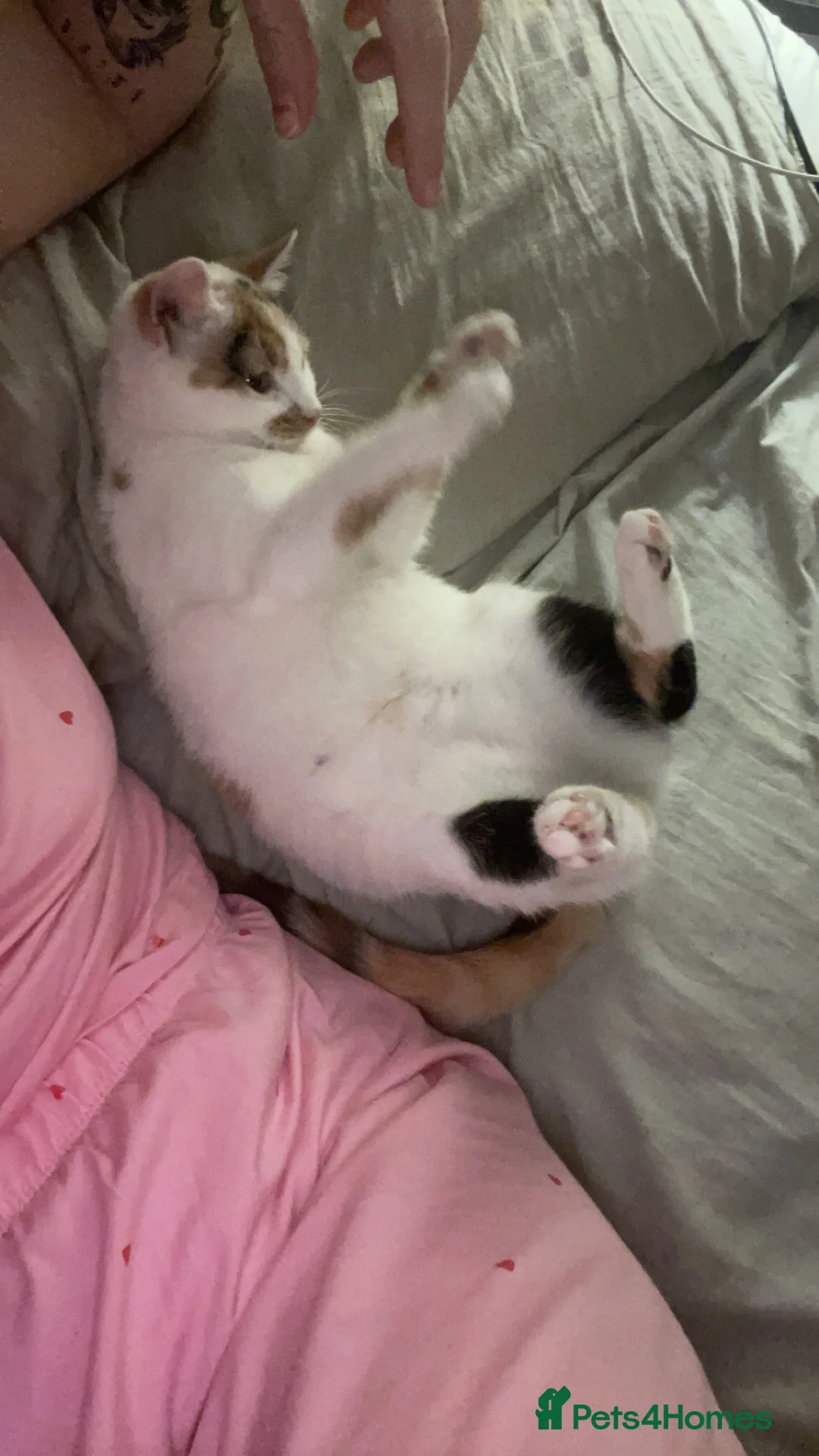Mixed Breed cats for sale: 1 year old Kiki  in Wirral - Advert 6