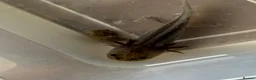 Axolotl reptiles for sale: Rescue Axolotls Looking For New Home  - Advert 14