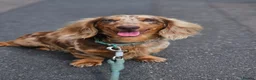Miniature Dachshund dogs for stud: DUGGIE DOORSTOP PROVEN STUD - Advert 7