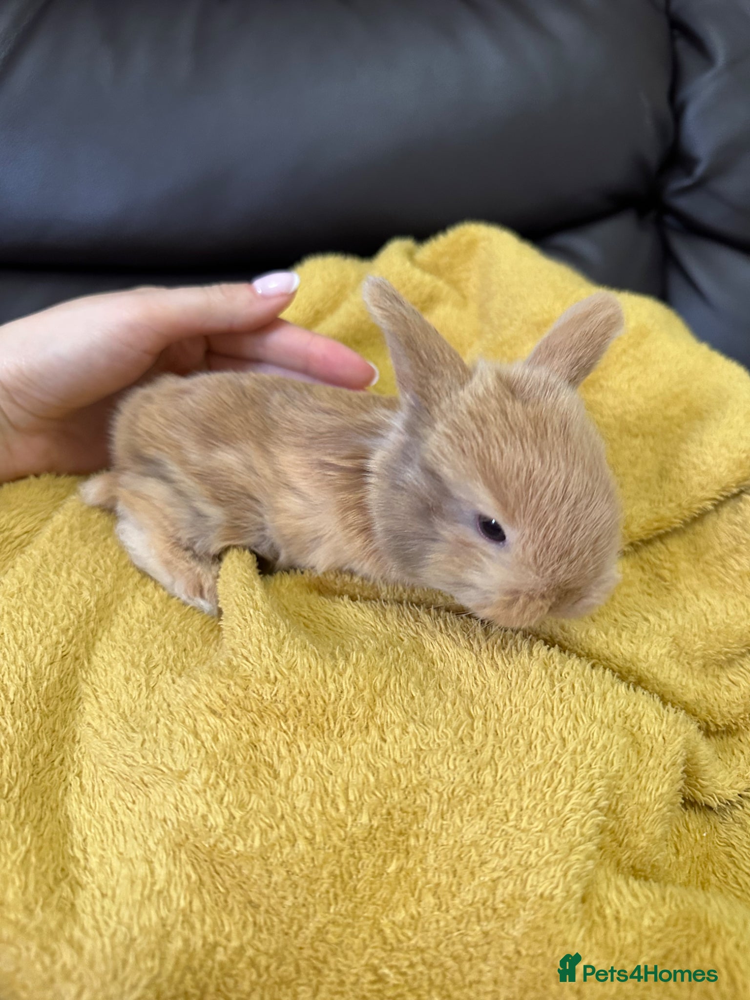 Mini Lop rabbits Beautiful Boys & Girl Mini Lops for sale  - Advert 19